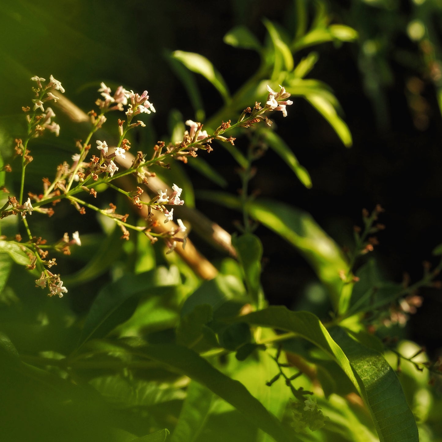 Lemon Verbena ~ Gold Hydrosoul