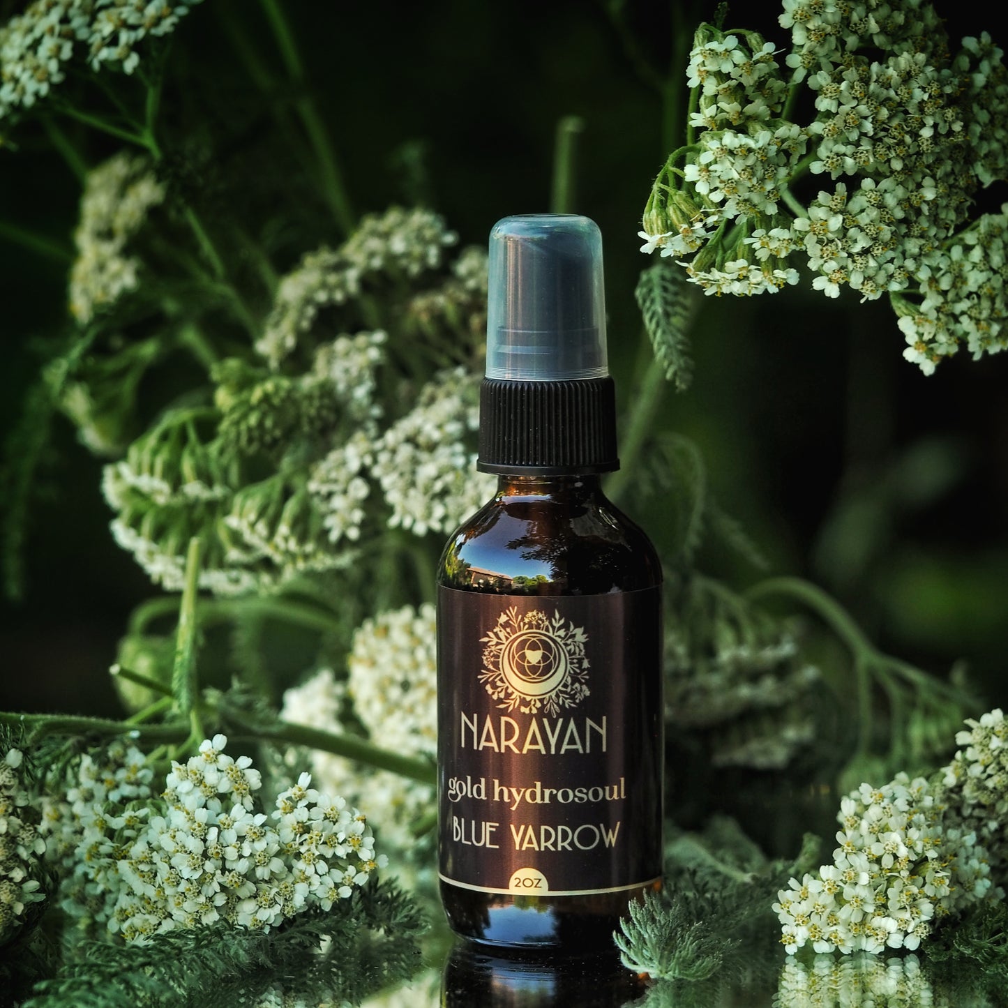 Blue Yarrow ~ Gold Hydrosoul