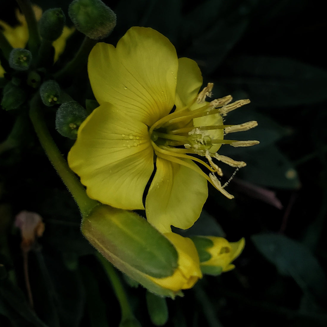 The Beauty Botanist~ Evening Primrose