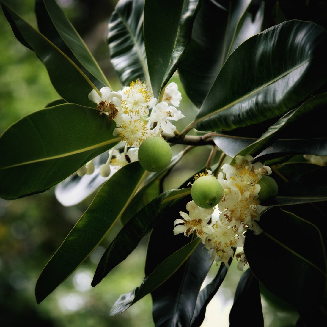 The Beauty Botanist ~ Tamanu The Deep Green Balm