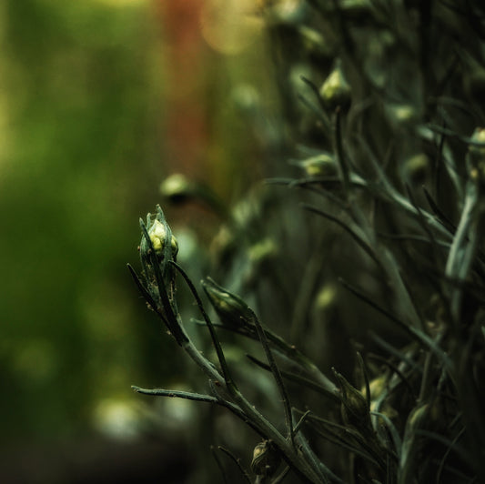 THE BEAUTY BOTANIST~ HELICHRYSM