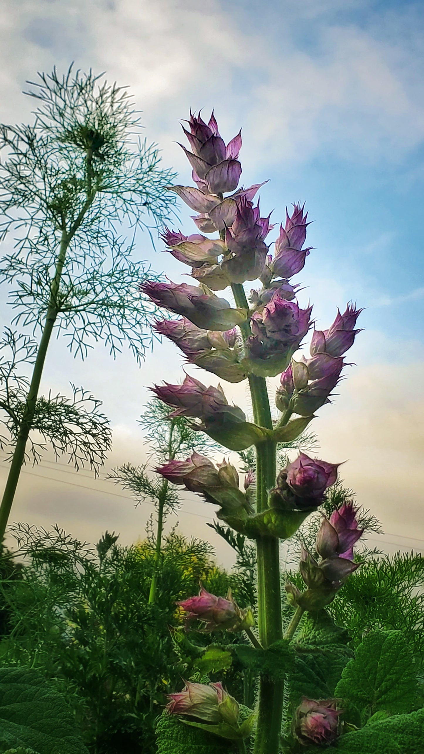 Clary Sage ~ Gold Hydrosoul