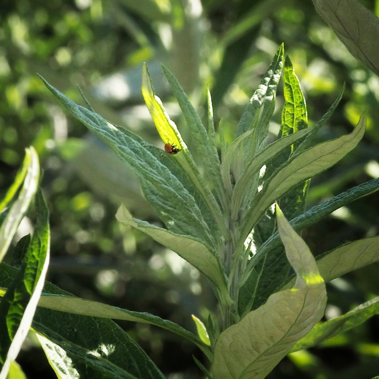 Mugwort ~ Gold Hydrosoul