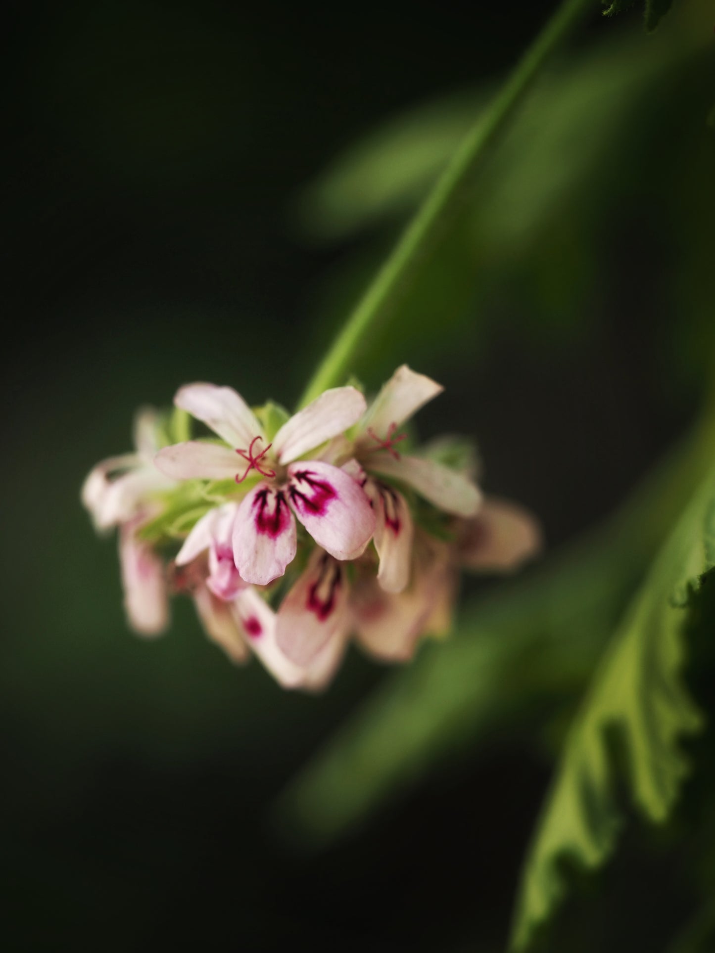 Rose Geranium~Gold Hydrosoul