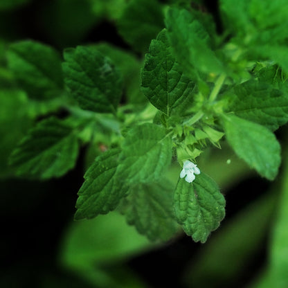 Lemon Balm ~ Gold Hydrosoul