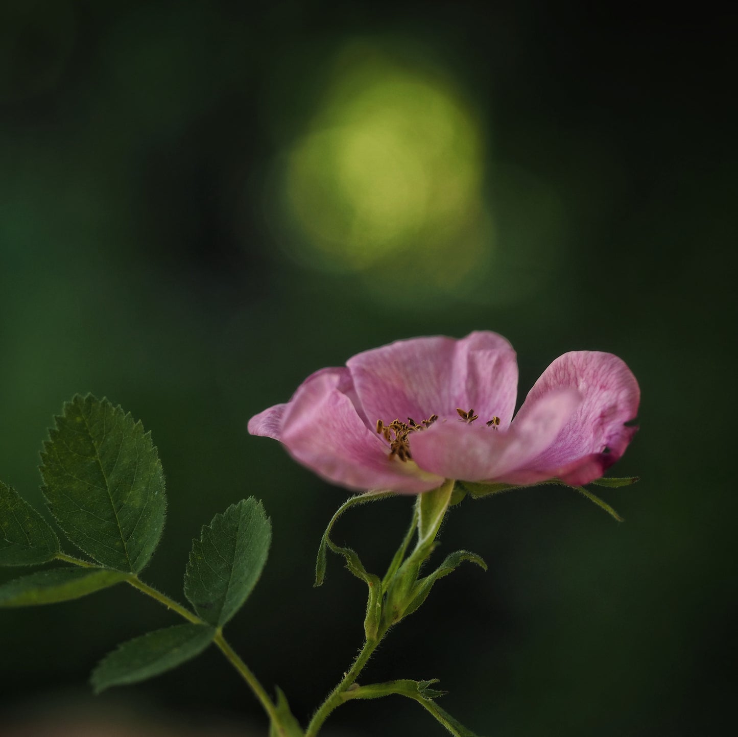 Pink Rose ~ Gold Hydrosoul