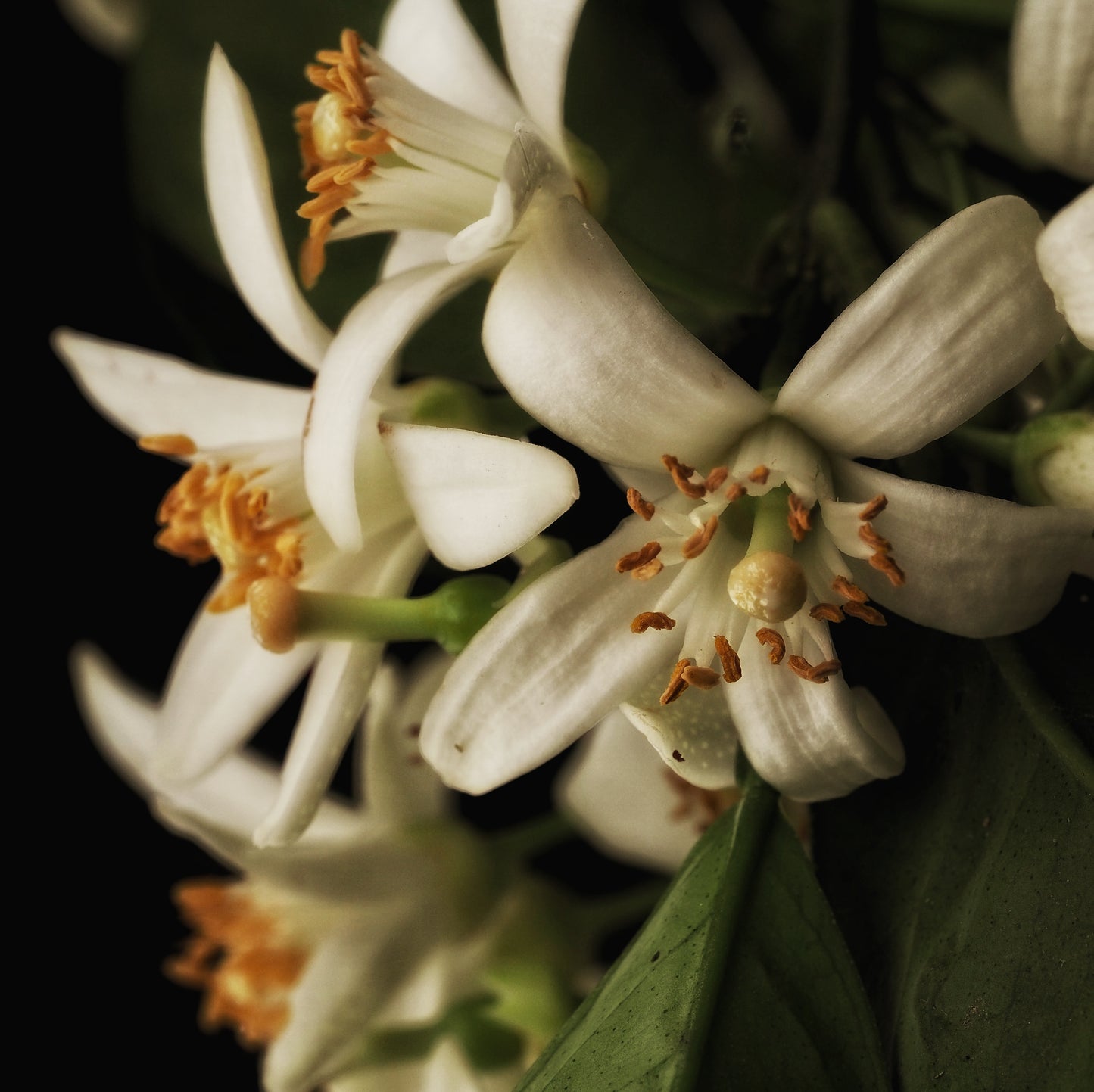 Neroli ~ Gold Hydrosoul