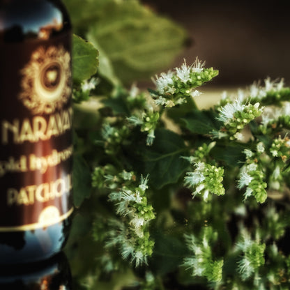 Patchouli ~ Gold Hydrosoul