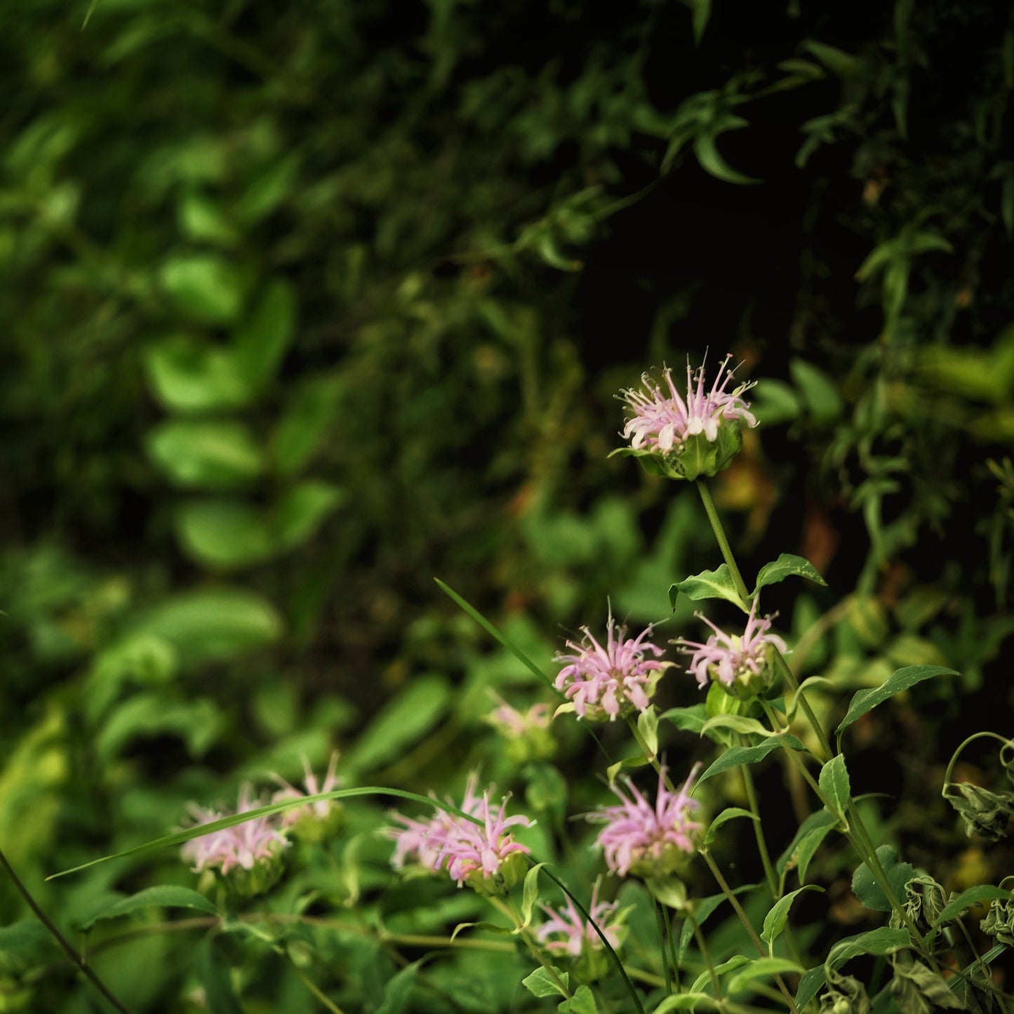 Bee Balm ~ Gold Hydrosoul