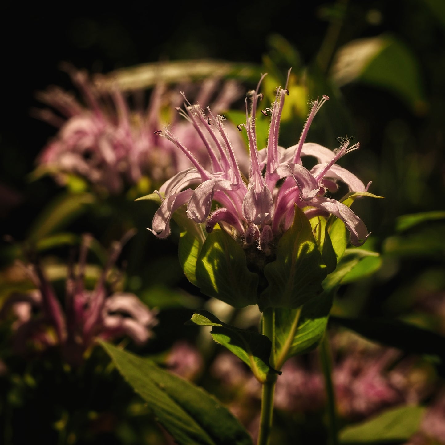 Bee Balm ~ Gold Hydrosoul