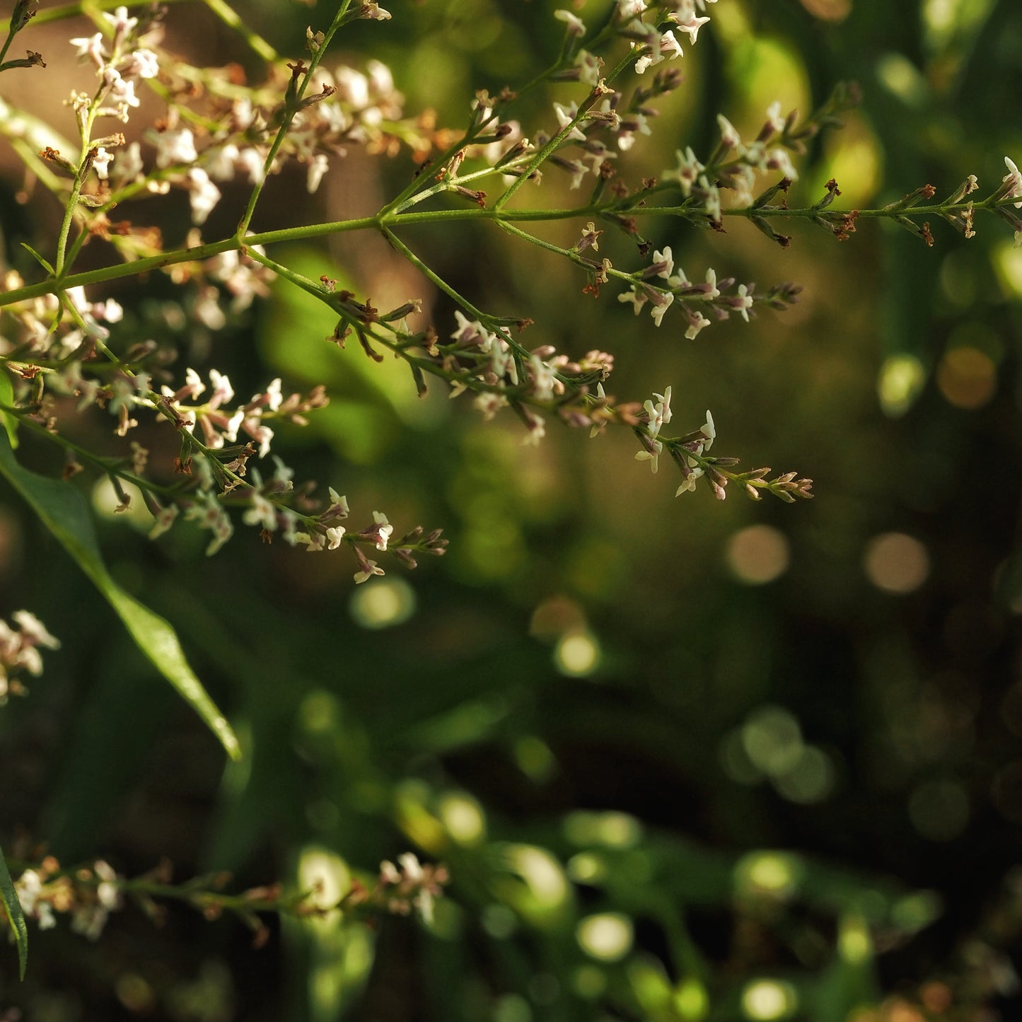 Lemon Verbena ~ Gold Hydrosoul