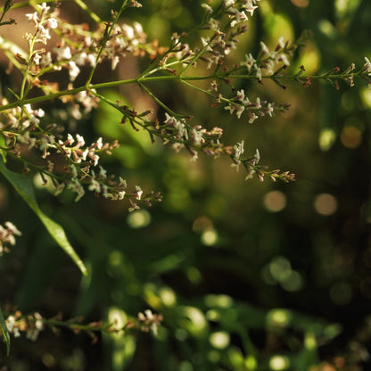 Lemon Verbena ~ Gold Hydrosoul