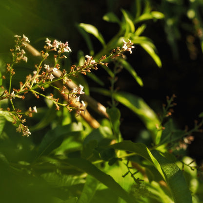Lemon Verbena ~ Gold Hydrosoul