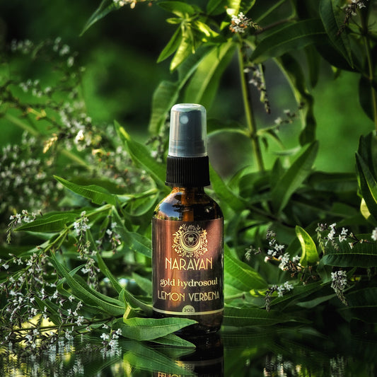 Lemon Verbena ~ Gold Hydrosoul
