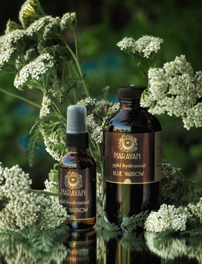 Blue Yarrow ~ Gold Hydrosoul