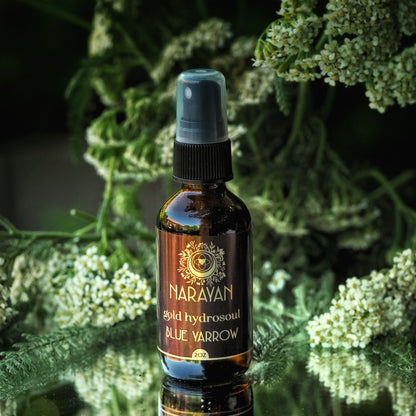 Blue Yarrow ~ Gold Hydrosoul