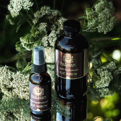 Blue Yarrow ~ Gold Hydrosoul