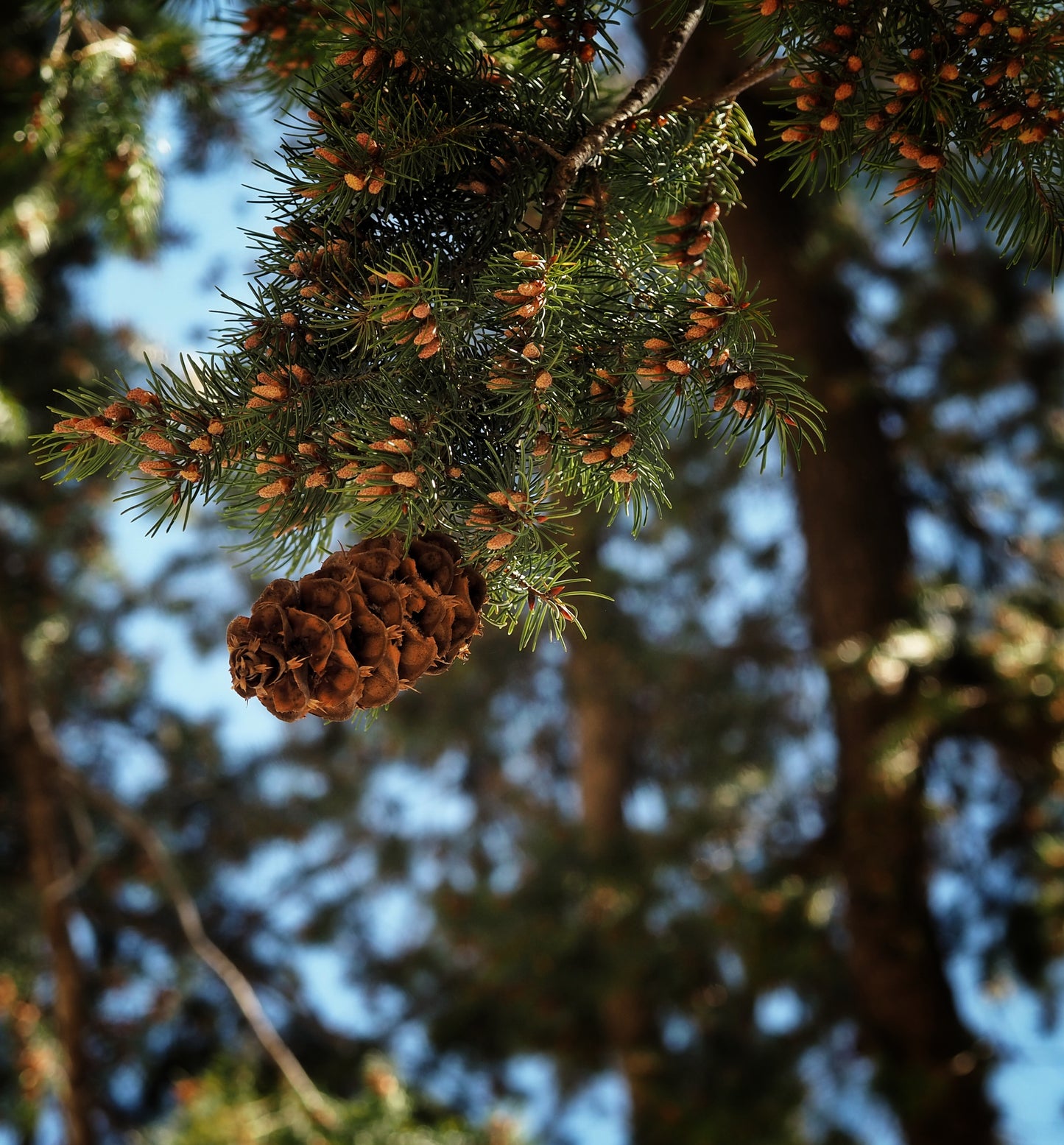 Pinon Pine~Gold Hydrosoul