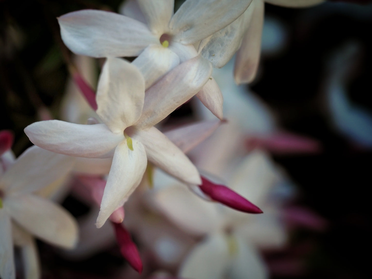 Pink Jasmine~Gold Hydrosoul